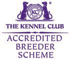 Kennel Club Accredited Breeder Scheme